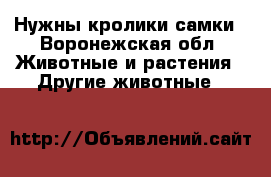 Нужны кролики самки - Воронежская обл. Животные и растения » Другие животные   